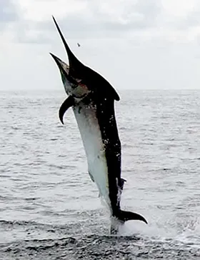 Marlin Sportfishing Jaco Marlin Sportfishing Jaco